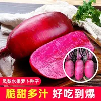 【全店满5元包邮】凤梨萝卜种子水果萝卜种籽紫色红心脆甜沙窝萝卜