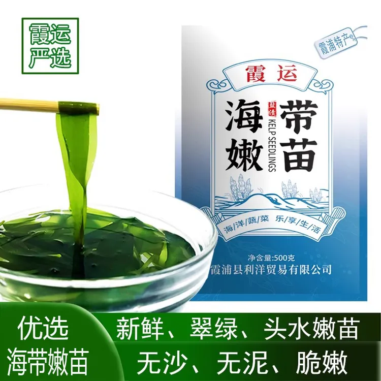 霞浦特产盐渍海带嫩苗裙带菜凉拌小火锅新鲜食材