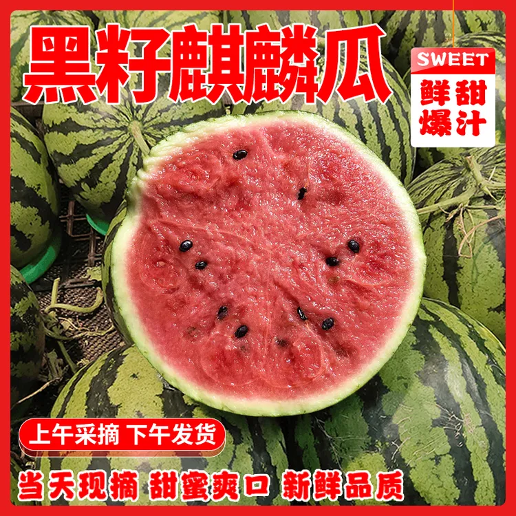 【极速包邮】黑籽8424麒麟西瓜脆甜 农家自种现摘头茬 新鲜当季水果