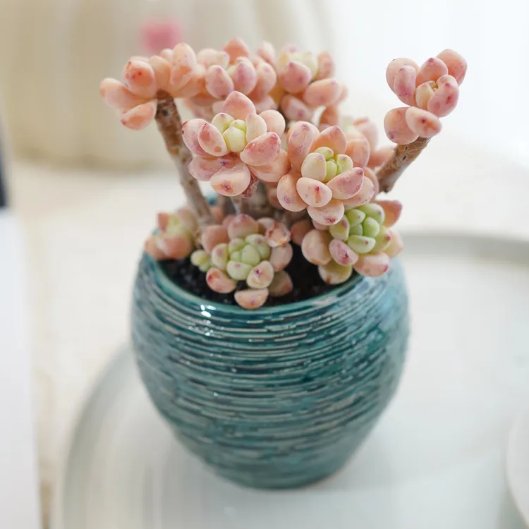 【多肉上新】劳尔老桩多肉植物室内室外阳台窗台花卉