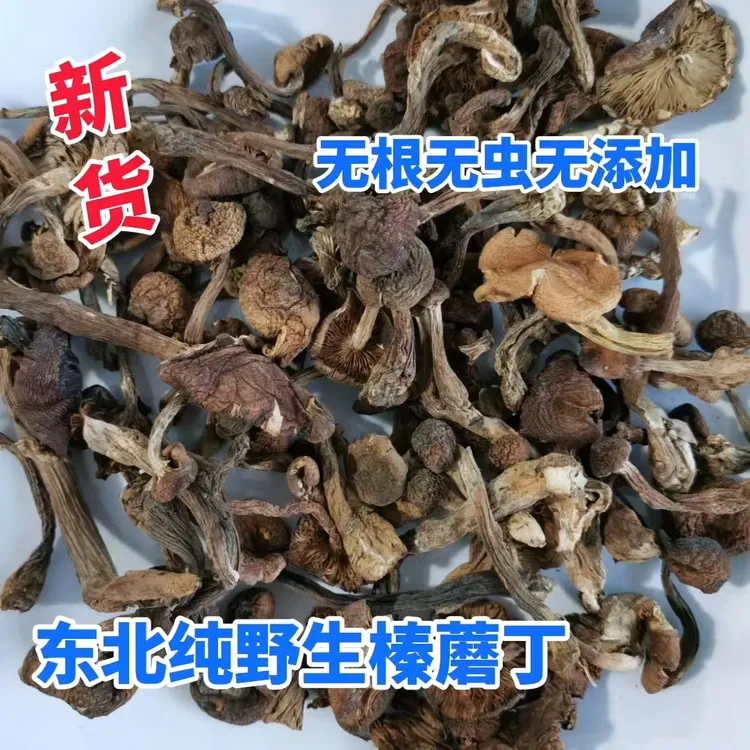 东北野生榛蘑250g/500g干货新货小鸡炖蘑菇头茬榛蘑无根无虫