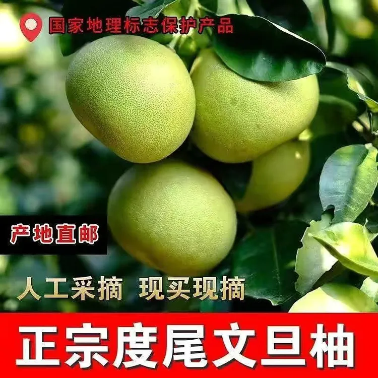 【超值】正宗福建仙游度尾文旦柚子蜜柚红心当季孕妇老人酸甜可口