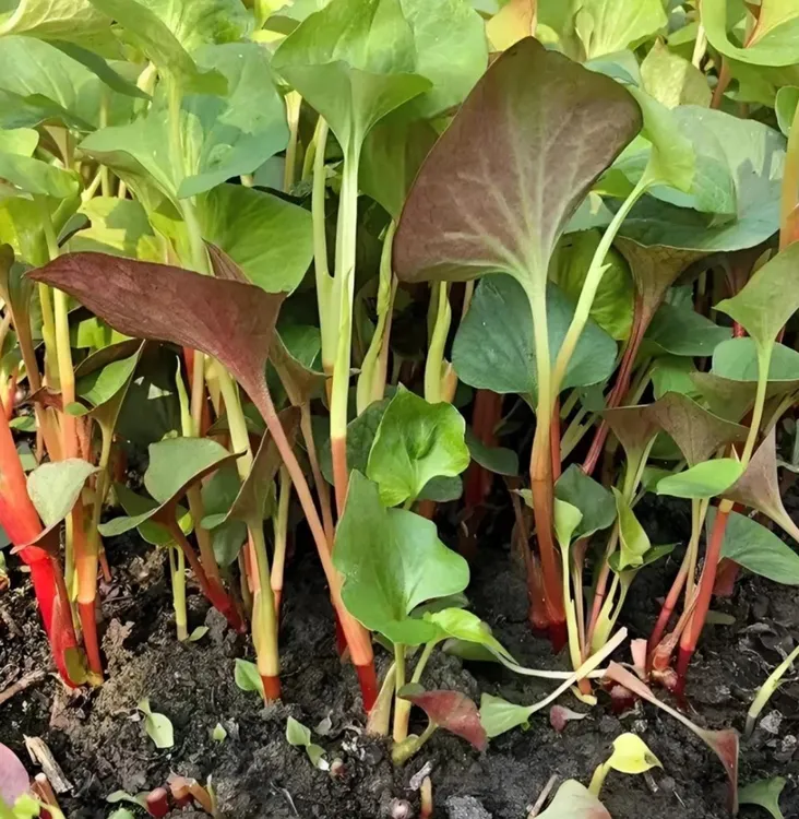 鱼腥草种子折耳根种子四季种植阳台庭院盆栽地载泡沫箱蔬菜种植