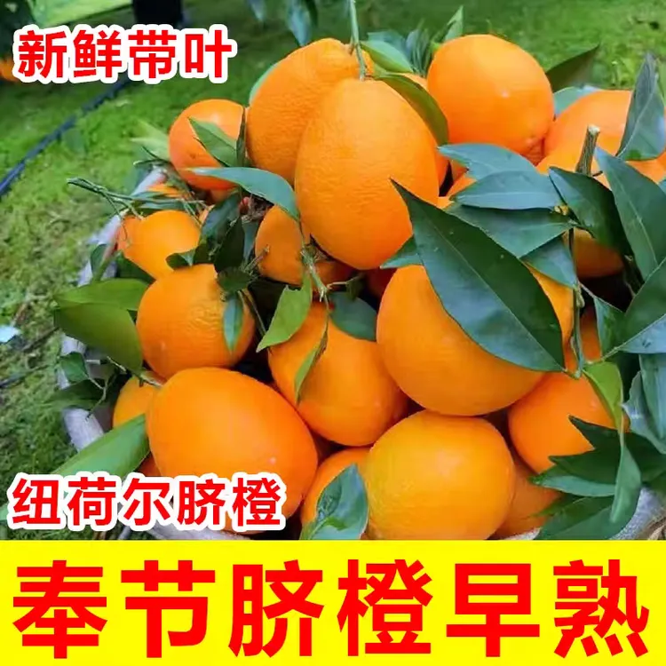 新鲜现摘正宗奉节脐橙纽荷尔产地直发应季多汁香甜水果