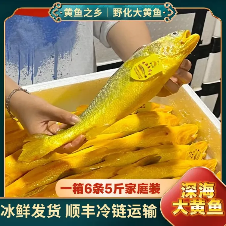 【深海野化大黄鱼】宁德黄花鱼大黄鱼无包冰无泥腥味顺丰冷链直达