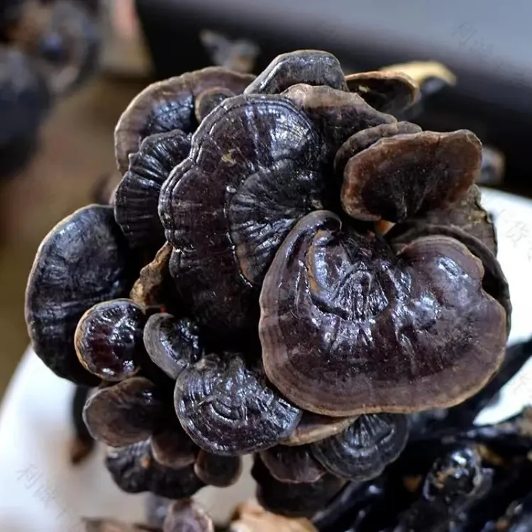 【助农】正品竹灵芝干货整枝带柄 深山老林野外生长 高营养煲汤泡酒