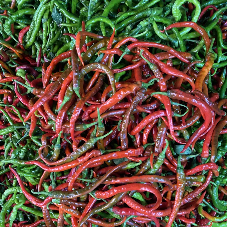 湖南农家青辣椒 农家本地辣椒