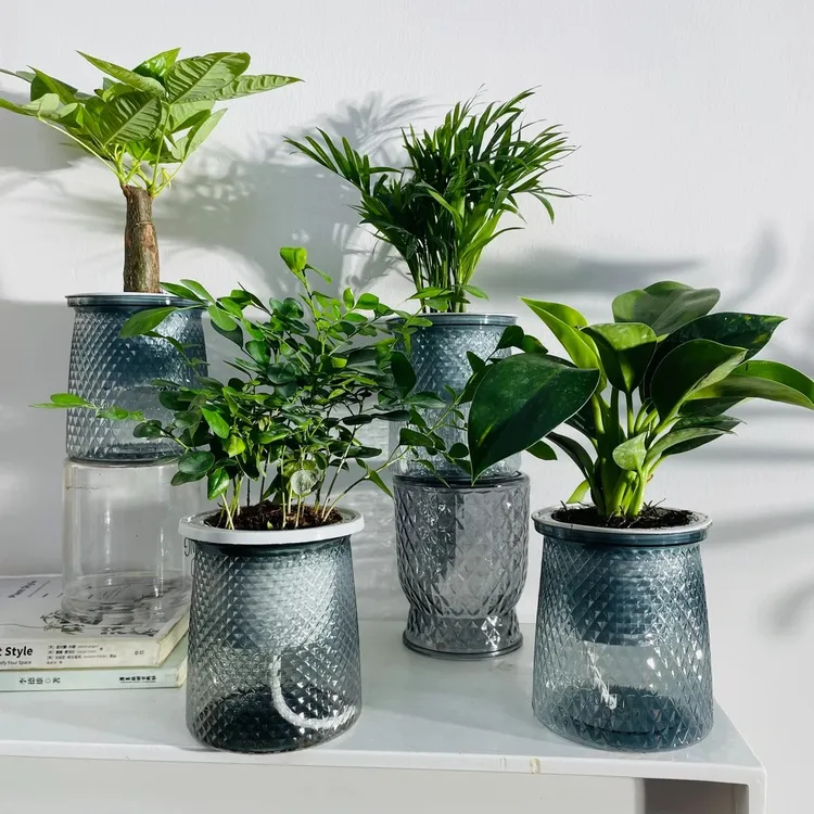 【买三送一】水培绿植四件套净化空气发财树袖珍椰子金钻九里香