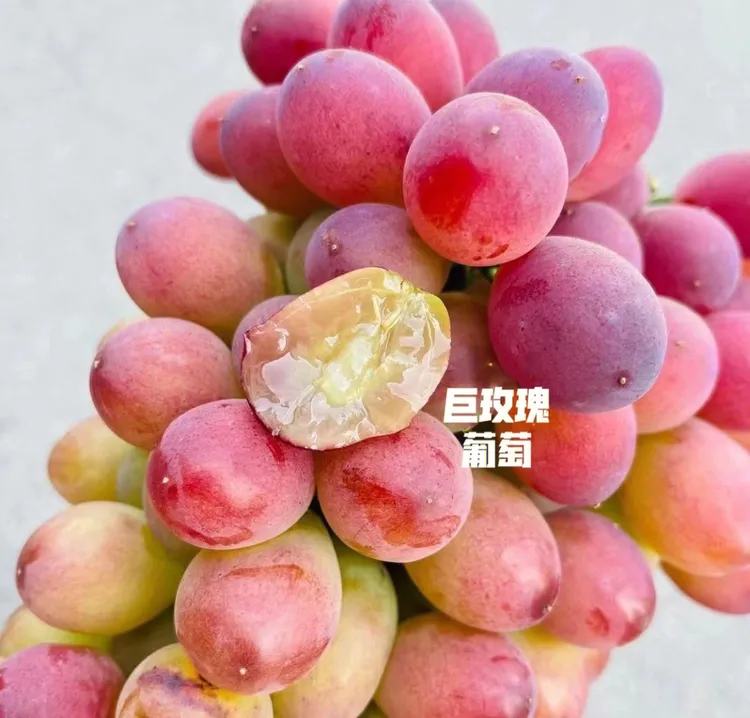 【顺丰包邮】正宗辽宁（灯塔）巨玫瑰葡萄----现摘现发