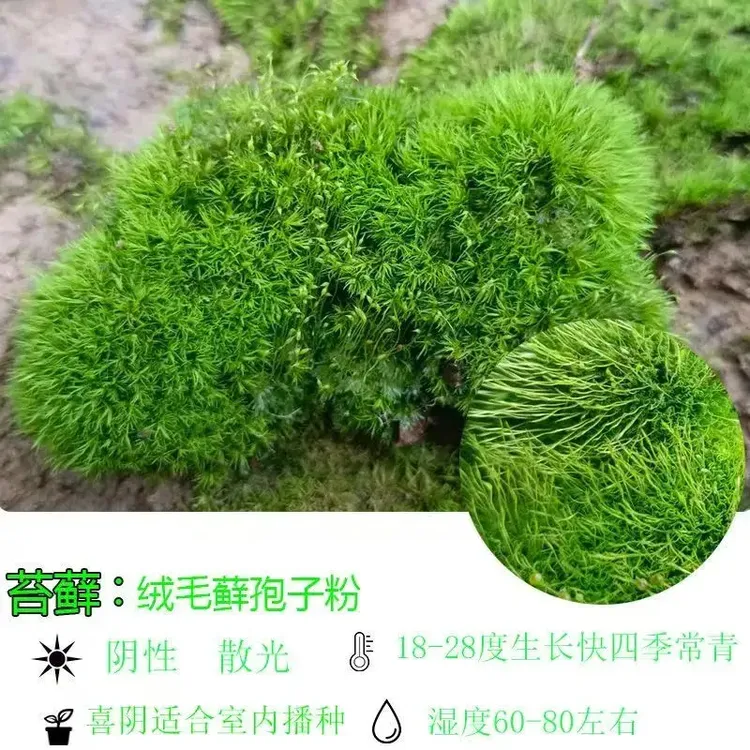 苔藓孢子粉四季鲜活青苔绿植短绒吸水石种子微景观盆景造假山草籽商品图