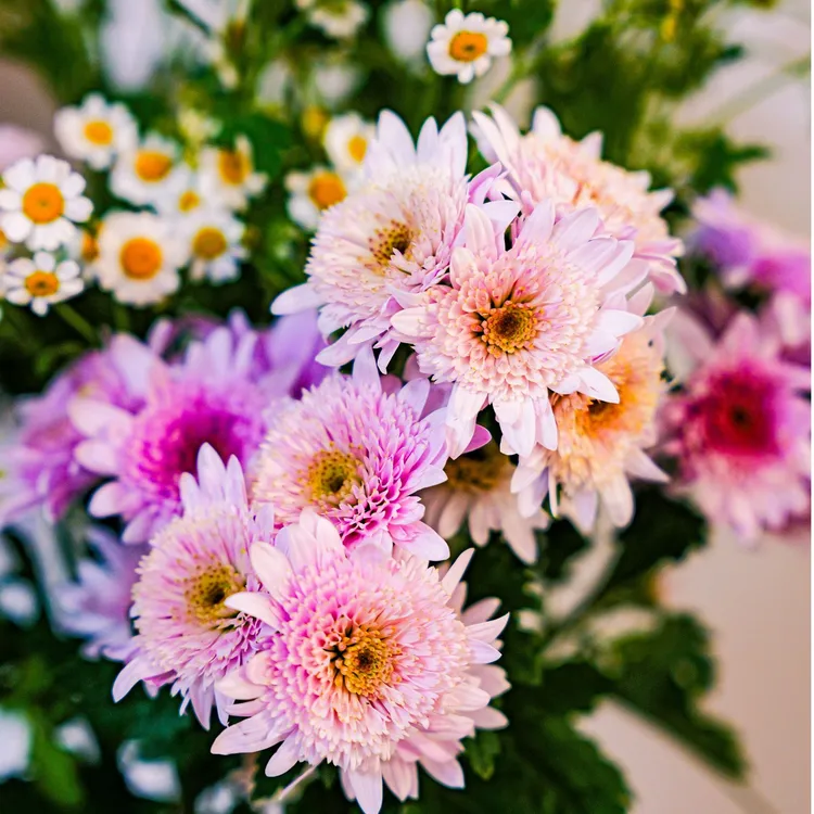 武侯鲜花芭比圣托里尼非洲菊云南基地直发