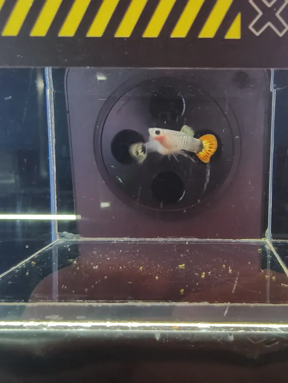 小蜜蜂孔雀鱼纯种活体孕母大尾巴小型热带观赏鱼