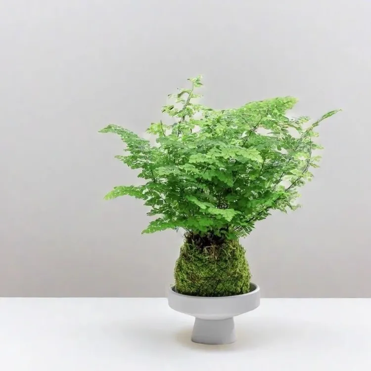 铁线蕨苔藓球水培室内净化空气蕨类办公室桌面绿植绿植盆栽室内