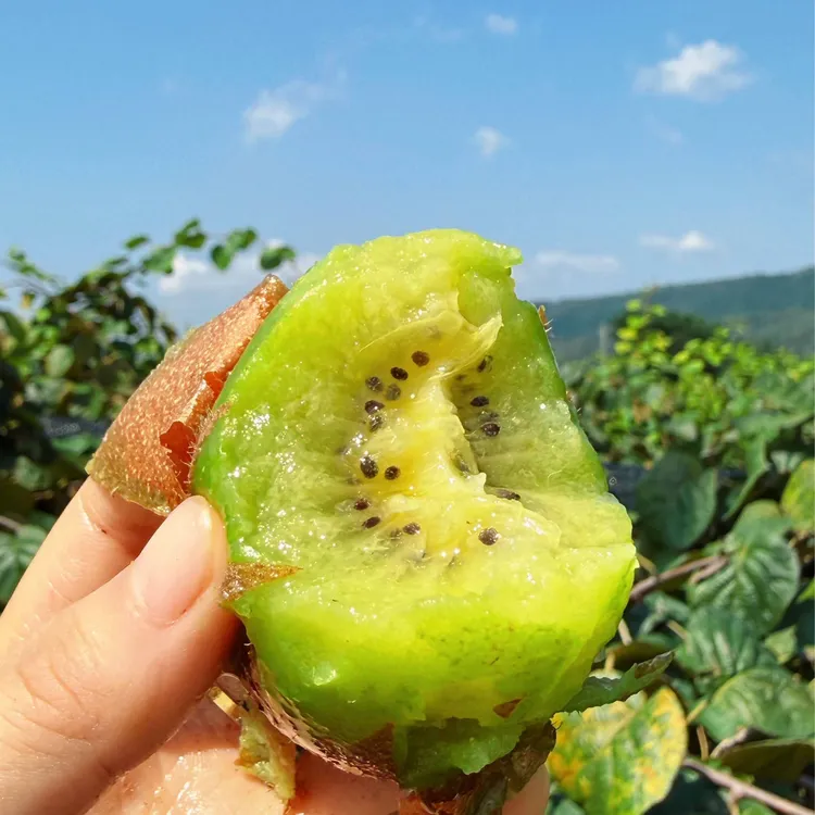 秦相园徐香猕猴桃陕西眉县绿心维c水果产地直发当季新鲜水果肉厚