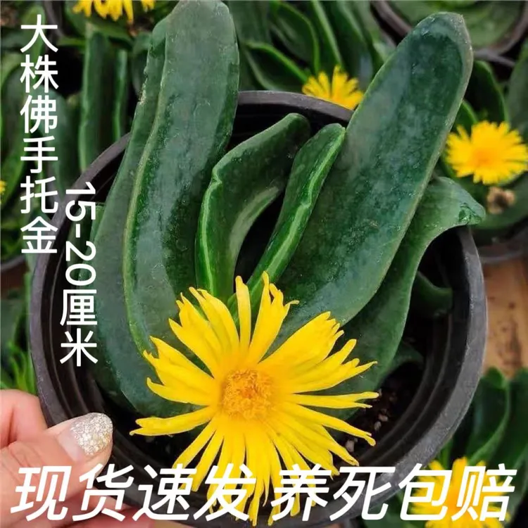 多肉佛手托金盆栽植物花卉绿植客厅阳台办公室除甲醛防辐射新手好