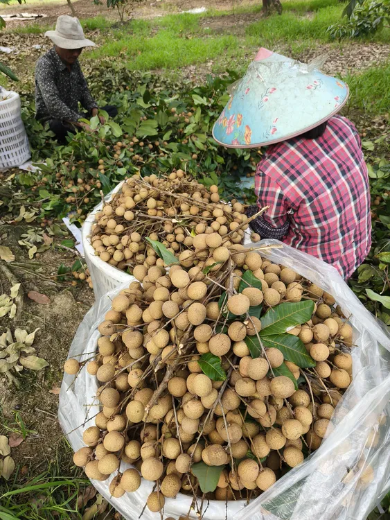 广东惠来新鲜现摘古山龙眼5斤冷链包邮当季水果脆甜多汁