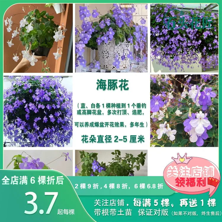 石头花匠 垂吊海豚花 蓝海豚 灯笼花 婚纱吊兰阳台垂吊观花盆栽满