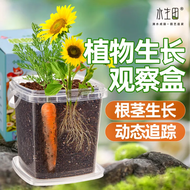 孩童植物观察盆栽学生种菜植物生长观察盒种植盒科学实验套装工具