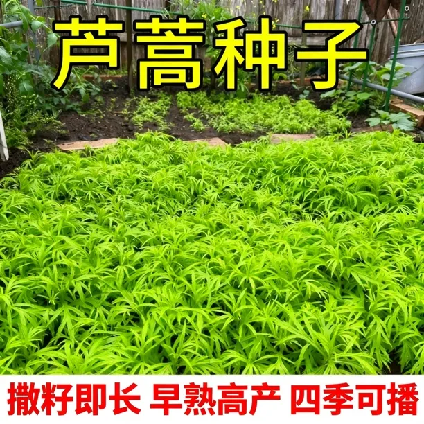芦蒿种籽 南京特产水蒿柳蒿种子春季夏季四季种植藜蒿蔬菜水蒿茼