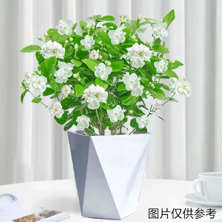 【营养土培育】重瓣茉莉花盆栽浓香阳台庭院花卉7-8颗苗带花苞