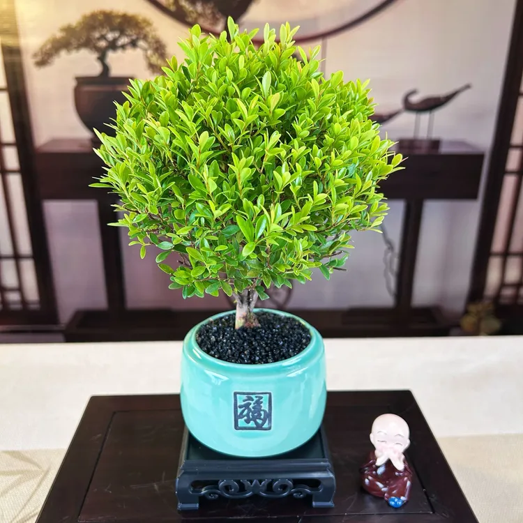 小叶赤楠老桩盆栽适合办公室桌面室内卧室摆放好养四季常青鲜花商品图