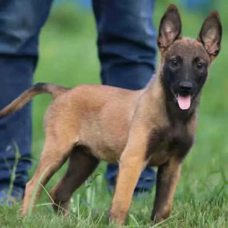 纯种马犬马犬幼犬串农村看家护卫直播间一物一拍