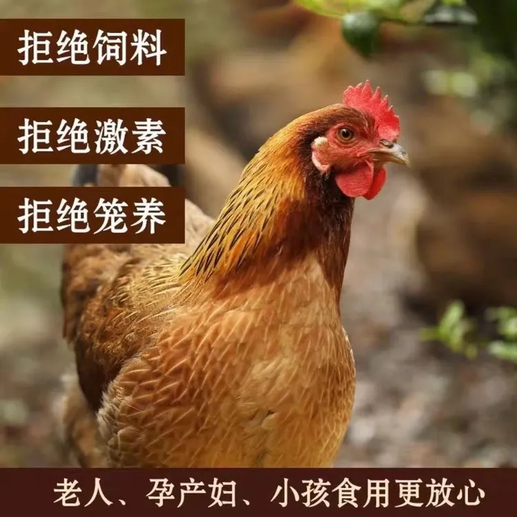 （2只装）皖南散养黑脚老母鸡不土可退（带内脏）2只共5斤（含以上）