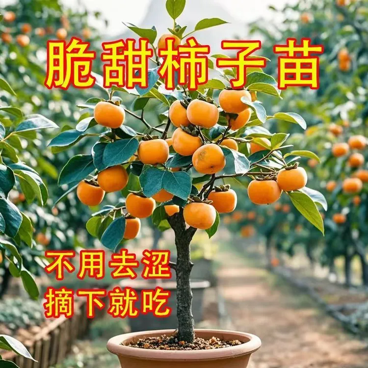 大果脆甜盆栽柿子树苗一树多品树苗树带盆带土养死包赔南北方种植