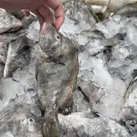 深海包公鱼2-3条/斤新鲜肉质营养高黑包公冷链包邮可香煎清蒸