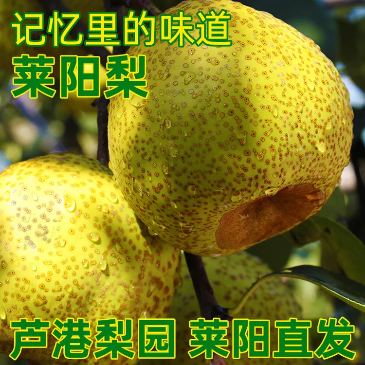 青侬侬山东特产莱阳梨原产地直发慈茌梨爽脆梨子新鲜水果4.5-9斤