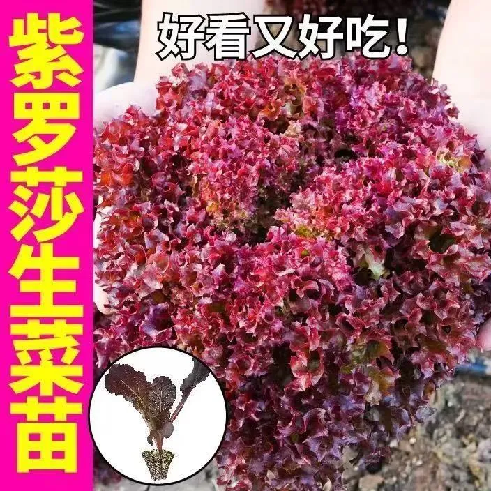 寿光红皱紫叶生菜苗秧带土球结球奶油大速生菜种子盆栽一年四季