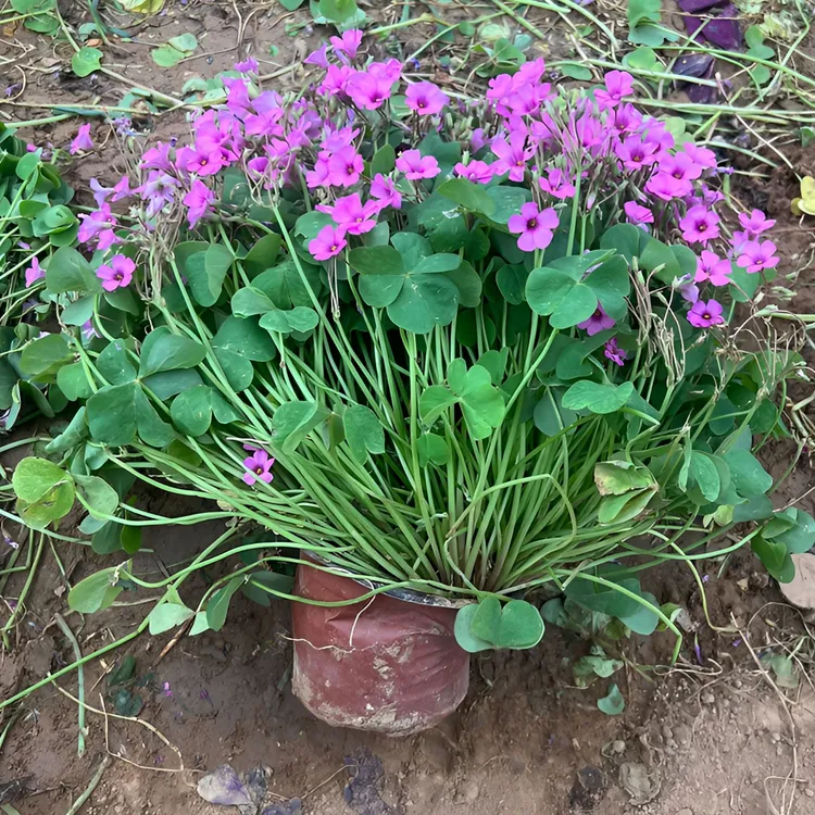 绿叶酢浆草，超级大苗