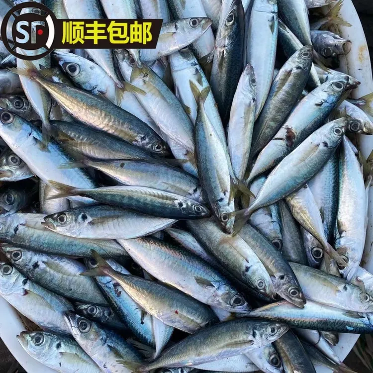 福建巴浪鱼野生新鲜冷冻棍子海捕批发海鲜水产海鱼美味巴浪鱼新鲜