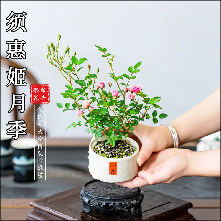 月季微小桌面盆栽茶宠绿植花卉开花好看