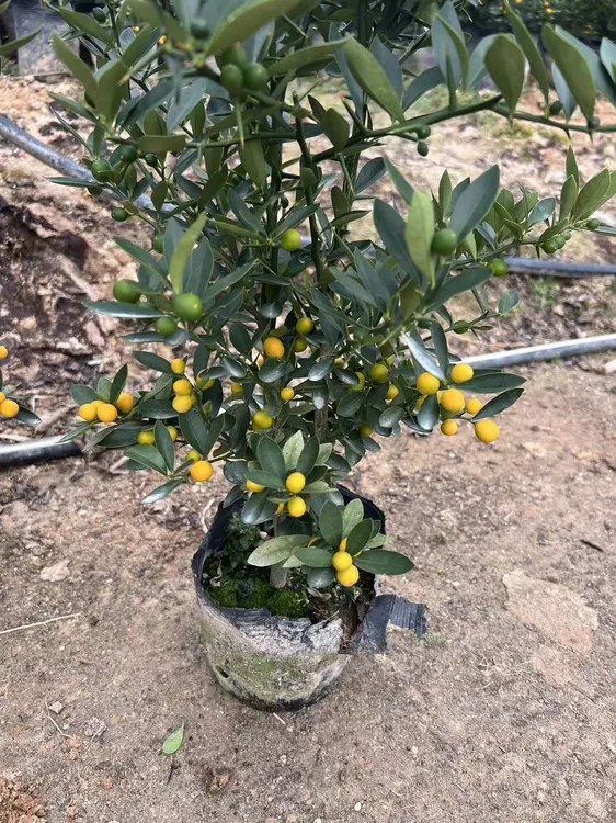 金豆福豆盆景福建金豆造景小盆栽盆景绿植物花卉