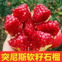 【6个装】四川会理软籽石榴单果4-6两新鲜采摘爆汁应季水果