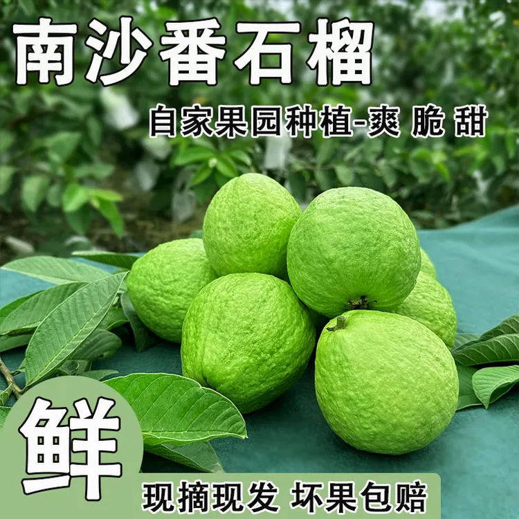 广东南沙番石榴白心脆甜芭乐果型优美果场现摘现发整箱包邮到家