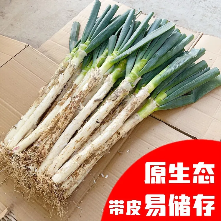 【现挖现发】没有科技与狠活新鲜大葱山东铁杆苯葱带皮去半叶毛葱