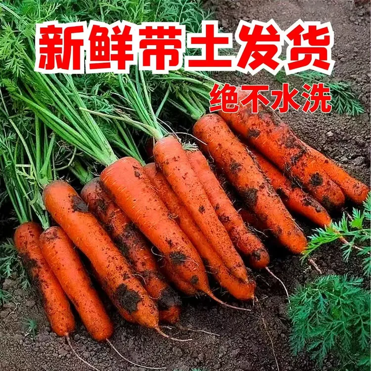 胡萝卜现挖现发农家自种清脆红萝卜脆甜多汁可口蔬菜水果萝卜