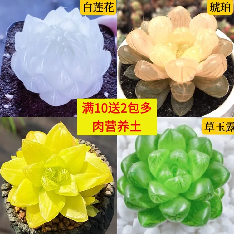 稀有白莲花玉露多肉植物绿植名贵多肉白莲冰蝉多肉白莲花玉露多肉