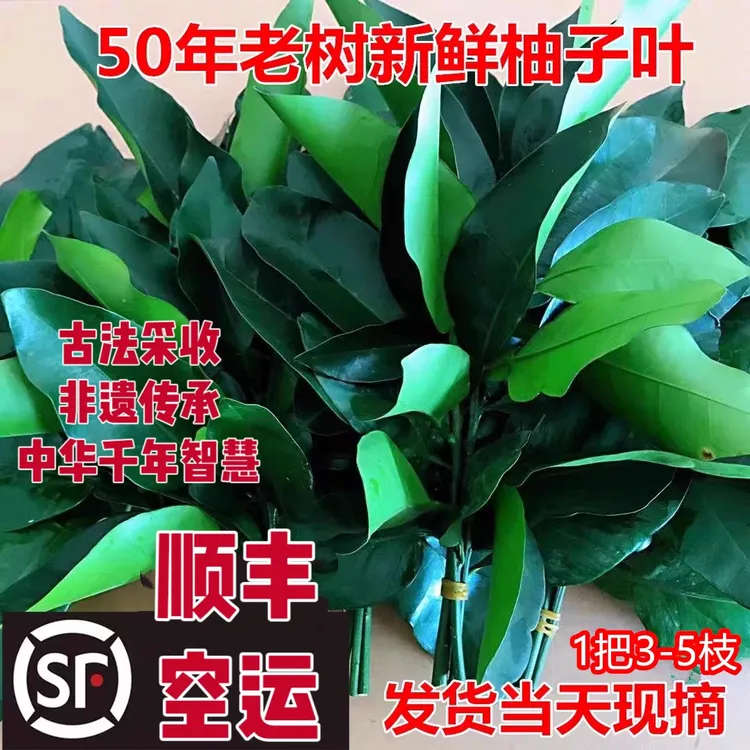 端午祈福柚子叶净宅去晦气现摘碌柚叶带枝沐浴搬家跨火盆顺丰包邮