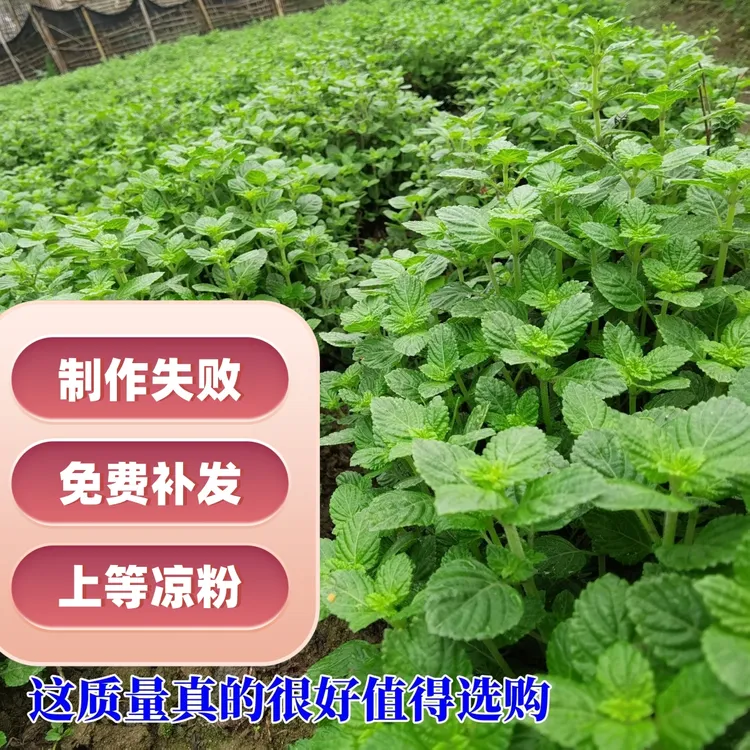 【六靖仙草】广西农家凉粉草绿凉粉烧仙草原料新鲜仙人冻龟苓膏