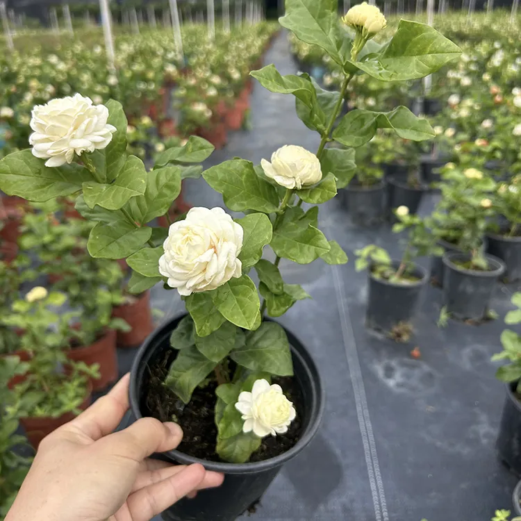 广东省基地发尖叶虎头茉莉观花植物浓香大型重瓣茉莉茉莉花盆栽