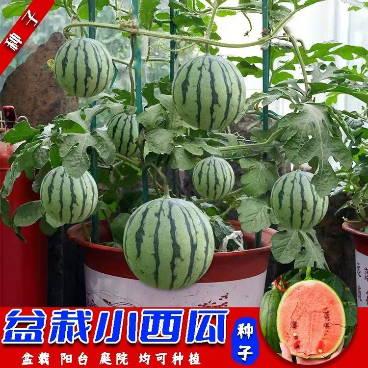 盆栽小西瓜种子麒麟西瓜红玉西瓜种籽阳台庭院均可种植绿皮红壤