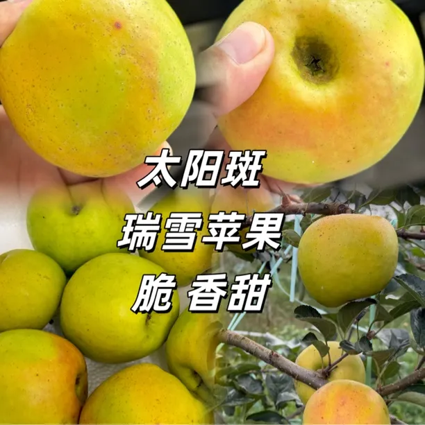 云南太阳班瑞雪苹果高原红脆甜爽口新鲜应季花皮果10月22下架