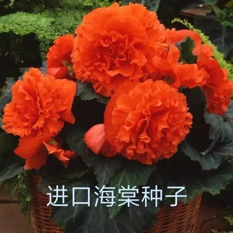 进口大花重瓣球根海棠种子多年生垂掉花卉海棠花种子易活