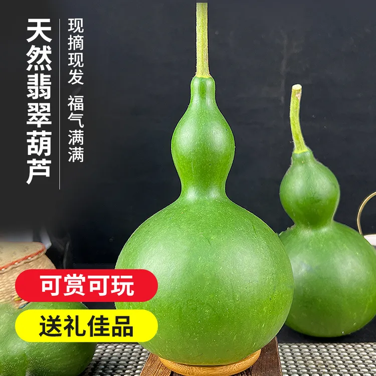 新鲜采摘绿皮葫芦绿植盆栽摆件吉祥好运长久摆放观赏送礼室内装饰
