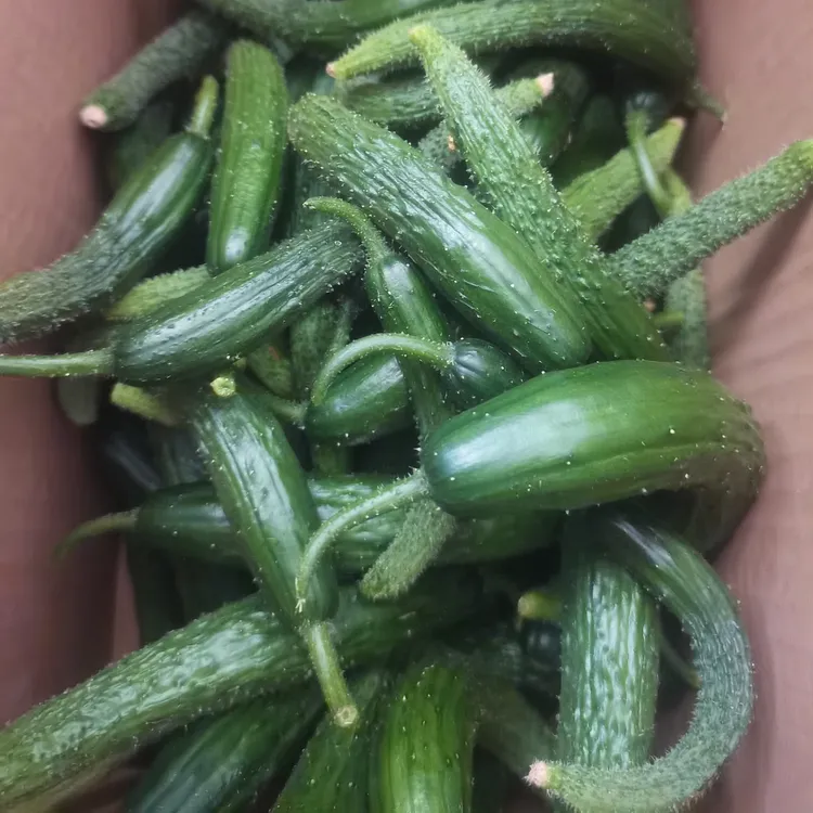 新鲜小黄瓜，腌菜专用，现摘现发五斤装