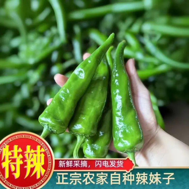 新鲜辣妹子辣椒超辣特别辣山东笨辣椒腌制蘸酱薄皮青尖椒农家蔬菜