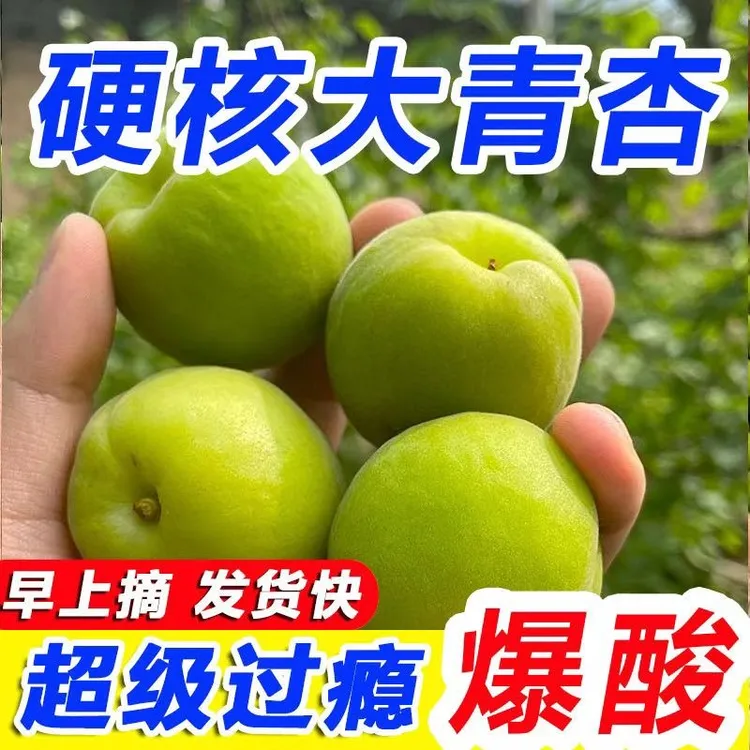硬核杏子酸青杏鲜果酸脆大青杏子新鲜大青杏孕妇水果酸水果酸杏子商品图